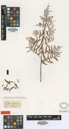 Pteris hastaefolia Schrad. [type]