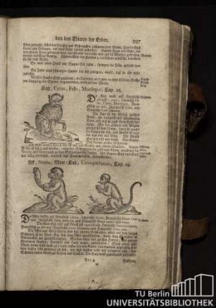 Cap. 28. Katz, Catus, Felis, Murilegus.