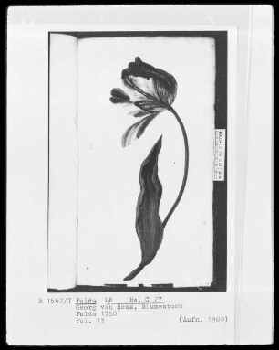 Georg Friedrich Heß, Blumenbuch — Tulpe, nach links geöffnet, Folio 13recto