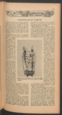 Canastillas de plantas : Floricultura