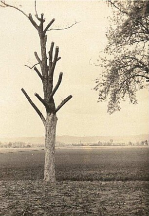 Unveredelte Birne (Pyrus)