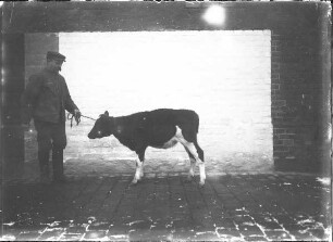 Oldenburger Wesermarsch Rind, weiblich