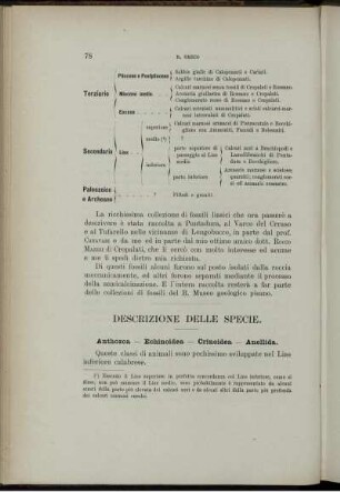 Descrizione Delle Specie.