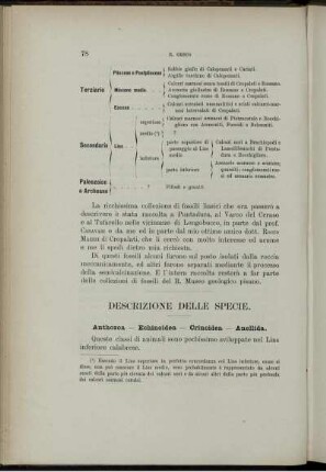 Descrizione Delle Specie.
