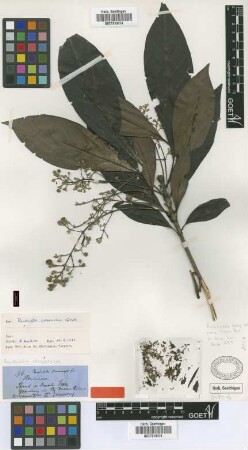 Rondeletia stereocarpa Griseb.