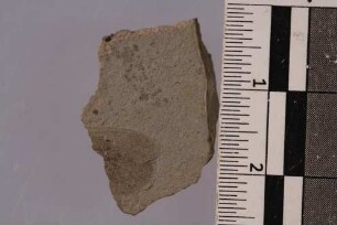 Heuschrecke (Orthoptera)