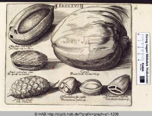 Fructus: verschiedene Nüsse