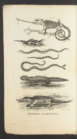 Tafel: Amphibies et reptiles.