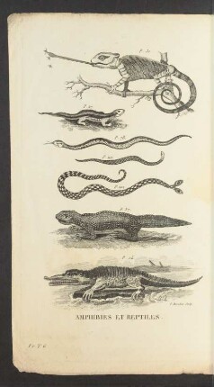 Tafel: Amphibies et reptiles.