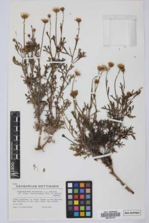Argyranthemum frutescens foeniculaceum (Pit. & Proust) Humphries