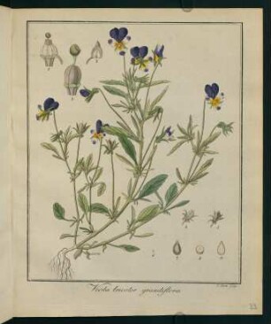 33r, Viola tricolor grandiflora