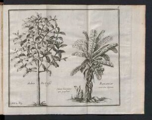 [Arbre du Caffé et Bananier]