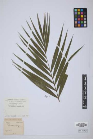 Chamaedorea elegans Mart.