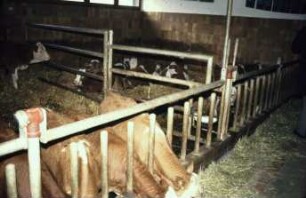 Fotografie: Stallsystem, Tieflaufstall, Einstreu