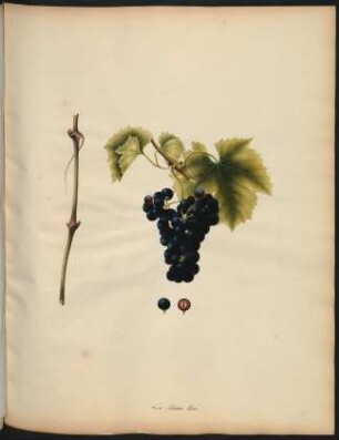 44. Le Silvan bleu
