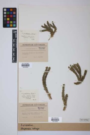 Huperzia selago (L.) Bernh.