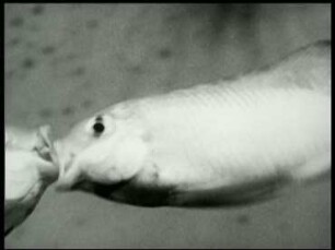 Tilapia guineensis (Cichlidae) - Kampf zweier Männchen