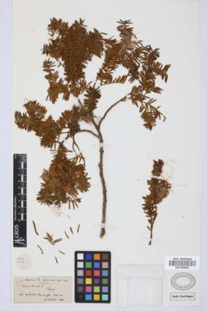 Taxus baccata L.