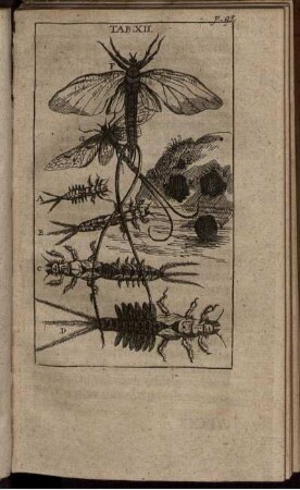 Tab. XII. [siehe arabische Paginierung]