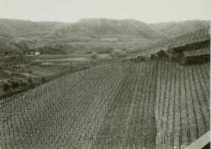Winningen. Blick über die Weinberge
