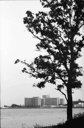 Neptun [Badeort]: Baum am Strand, Hintergrund, Hotels [des Badeorts] Jupiter