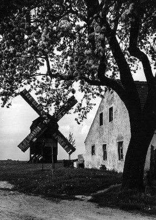 Riesa-Pochra. Bockmühle mit blühendem Baum