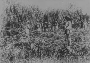 Ernte von Zuckerrohr : Arbeiter während der Ernte von Zuckerrohr auf einem Feld