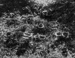 Totentrompete : Toten- oder Herbsttrompete (Craterellus cornucopiodes Linnaeus).