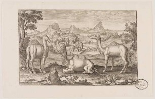 Kamele aus (Animalium Qvaddrupedum)