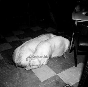 Hotel am Berliner Ring: zwei Schweine von Horst Strauß liegen an der Theke