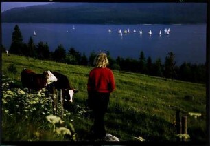 Schluchsee: Segelregatta auf dem Schluchsee, Vordergrund Frau in rot und Kühe