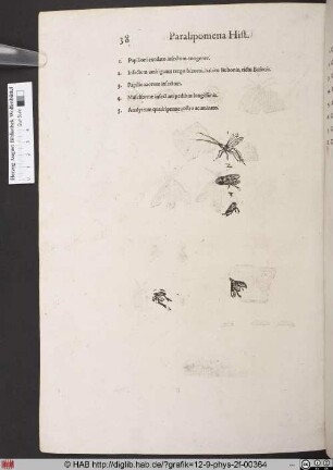 [Verschiedene Insekten]
