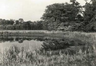 Oranienbaum-Wörlitz. Auenwald zwischen Wörlitz und Coswig/Anhalt mit Teich (Durchmesser etwa 25 m)