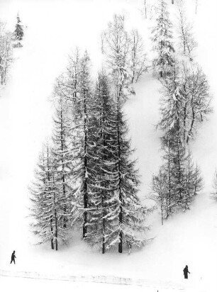 Österreich. Um das Skigebiet Seefeld/Tirol befinden sich viele gespurte Loipen. Die besten Bedingungen für Wintersport.