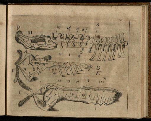Abbildungen Num. I und II zum Hasen, Num. III zum Reh