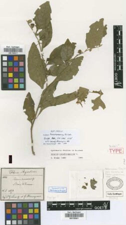 Solanum tucumanense Griseb. [syntype]