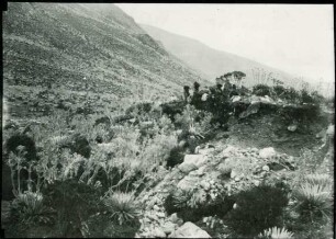 Frailejon-Vegetation im Paramo