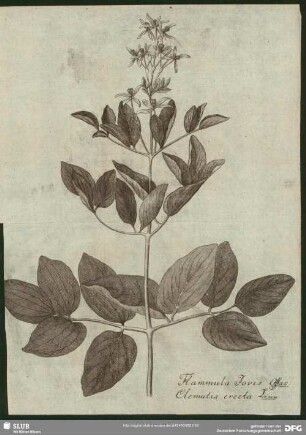 Flammula Flovis Offic: Clematis erecta Linn