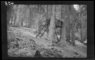 Domnetal (=Tal des Râul Doamnei, Fluss in Rumänien): niedriger Anstand an einer abschüssigen Stelle im Wald