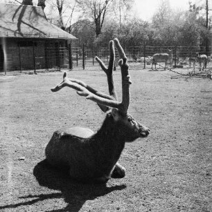 Zootiere. Rotwild. Hirsch