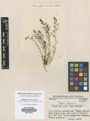 Thesium alpinum L.