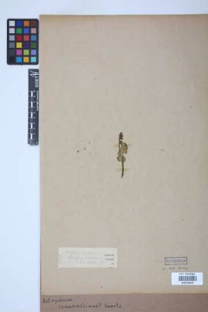 Botrychium lunaria