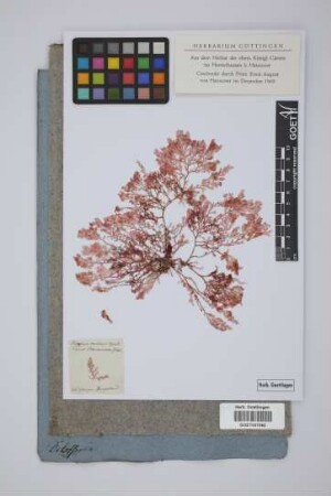 Delesseria plocamium Gmel.