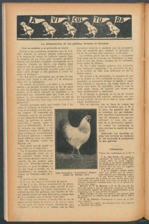 Avicultura : La alimentación de las gallinas durante el invierno