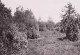 Lüneburger Heide. Wacholder bei Lutterloh