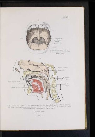 Cavum oris.