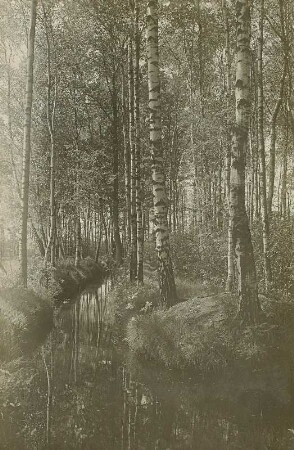 Neudorfer Moor bei Wittichenau. Entwässerungsgraben mit Birkenbestand
