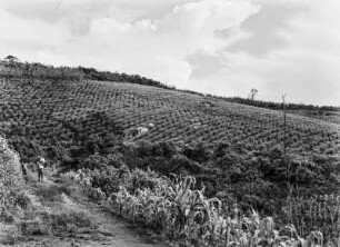 Landwirtschaftliche Anbaufläche : Vermutlich von den Europäern angelegte Anbauflächen in hügeliger Landschaft in Tansania