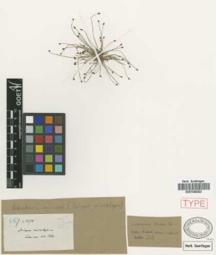 Scirpus microlepis Griseb. [type]