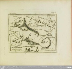 Fig. XXXIII
